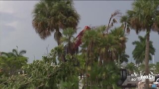 Trees removed from Centennial Park in Fort Myers