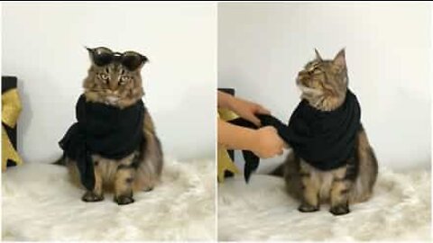 Rencontrez Yves, le chat fashion