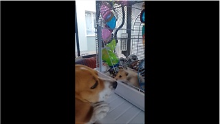 Gentle beagle makes friends with tiny hamster