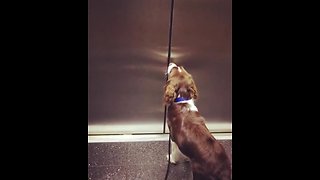 Impatient spaniel can't wait for elevator to open