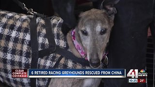 Greyhounds rescued from China arrive in Kansas City