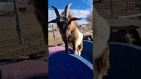 barn yard fun #goats #fun #animals #funny #pets #shortsfeed #jokes #shortvideo