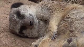 Lazy meerkat won't get up for anything