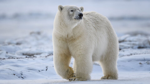 The Only Man In The World Who Can Swim with a polar bear