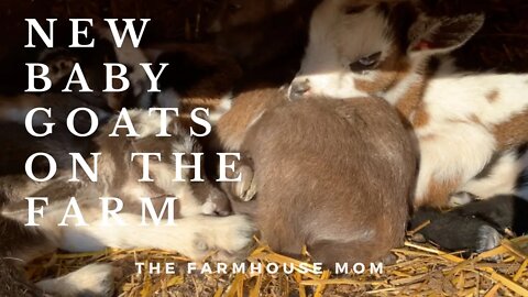 New Baby Goats on the Farm!