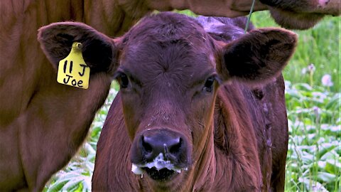 Young calf has the most adorable milk moustache ever