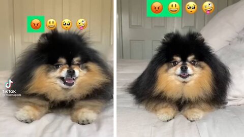 cute dog tries the viral tiktok challange!