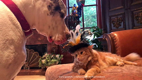 Funny Great Danes Steal Cat's Party Hat ~ Cat Swats Dog
