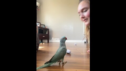 funnyanimals indianringneck cutepets parrot birds