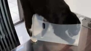 Clumsy cat playing with box tumbles over table top