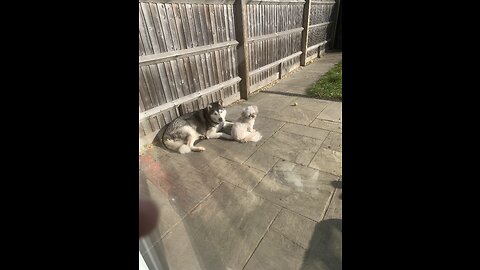 Husky and Shih Tzu having fun in the heat ! 2023 Summer