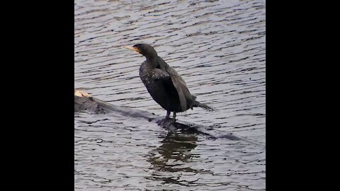 Double-crossed Cormorant in Stevens Creek Reservoir