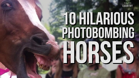 10 Hilarious Horse Photobombs
