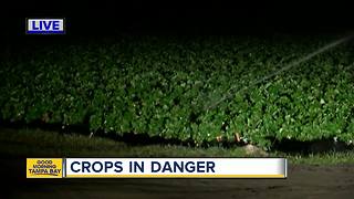 Plant City strawberry farmers concerned about crop during cold snap