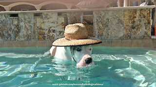 Funny Hat Wearing Great Dane Loves Dipping and Sipping In The Pool