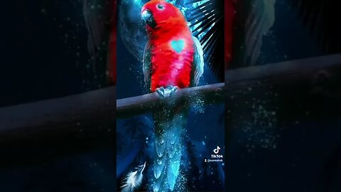 because parrots are magic 🦜 #photoshop