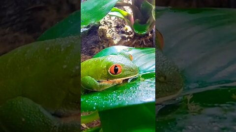 Frog Zen w/ Red Eye Tree Frog 🐸
