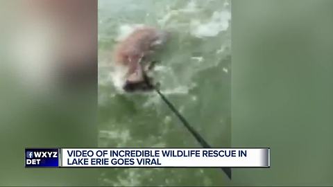 Video of incredible wildlife rescue in Lake Erie goes viral