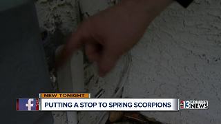 How to protect yourself against scorpions and other critters