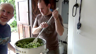 Brewing a Fresh Wet Hop IPA - from hop vine to the kettle