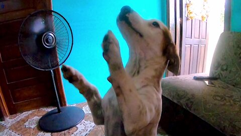 Rescued puppy dances for treats and love in Belize