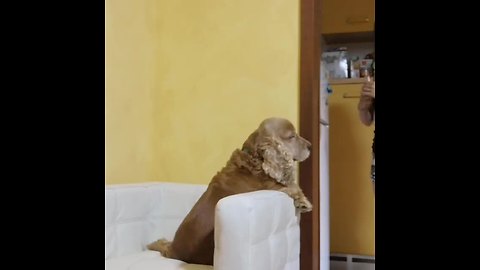 Brave Pup Takes His Medicine Like A Champ