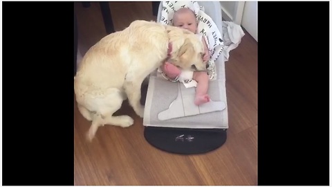 Puppy Gently Snuggles With Baby During Their First Encounter