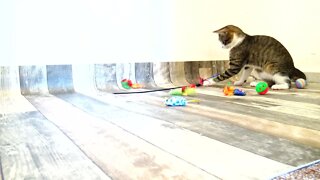 Cute Kitten Loves His Toys