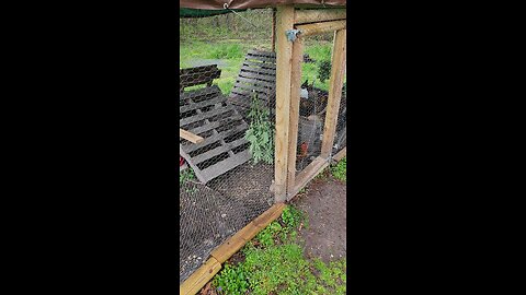 Feeding Cannabis to Chickens