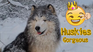 Husky Playing in Snow ! Huskies