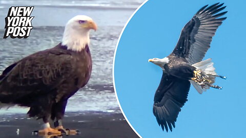 Famed NYC eagle killed in vehicle collision