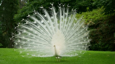 5 White Peacock Facts You Need To Know as a Peacock Lovers!