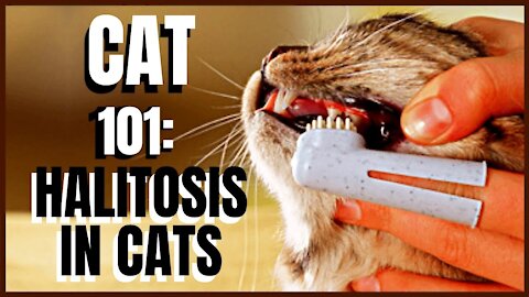 Cat 101 Halitosis in Cats