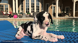 8 week old Great Dane Puppy Loves Being a Water Dog