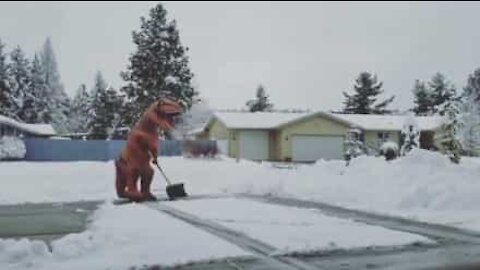 T-Rex lapioi lunta kuin pro!
