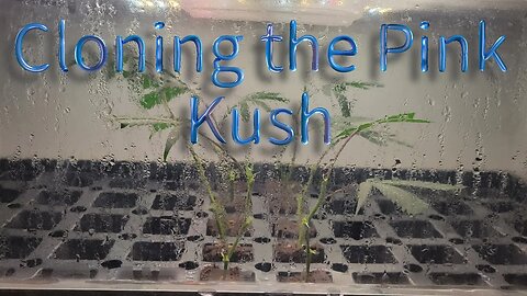 Cloning the Pink Kush #marshydro #TSW2000 TS1000 #rootedleaf