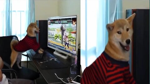 Dog Playing game on computer And angry for poweroff computer