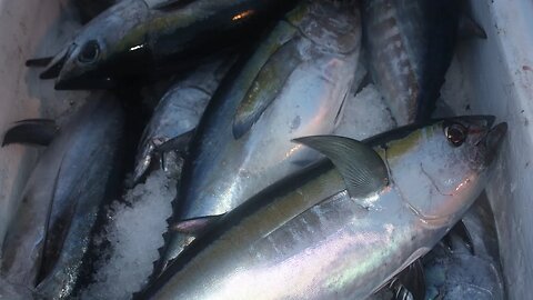 Catch n Cook offshore fishing Islamorada Humps