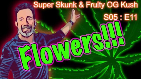 S05 E11 Super Skunk / Fruity OG Kush Organic Cannabis Grow – We’re In Flower!