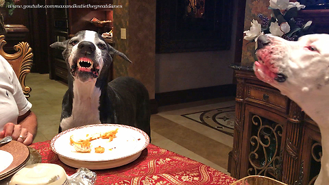 Funny Great Dane SMILES for a Chicken Treat
