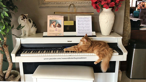 Jack the Cat Plays Piano with Cat Audience