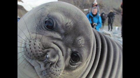 Elephant Vs Seal Cuddles