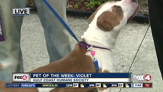 Pet of the Week