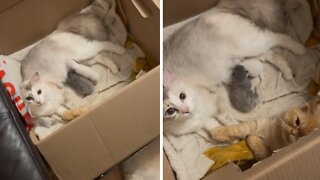 Cat Dad Offers Emotional Support To Mama Cat & Kittens