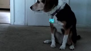 Dog screams in excitement upon owner's arrival