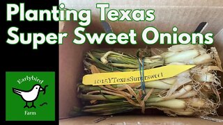 Planting Texas Super Sweet Onion-Short Day Onions