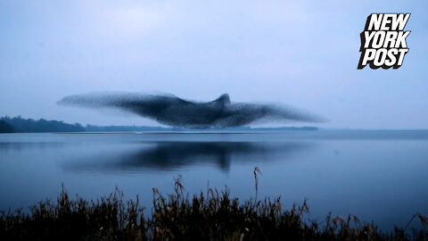 Starlings fly into the shape of giant bird in the sky