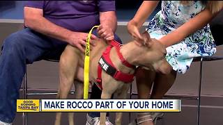 Rescues in Action: Rocco