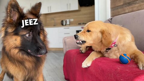 Puppy Scares Giant German Shepherd with One Look