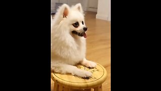 Dog training video